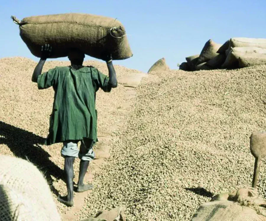 Campagne agricole:Le prix du kilogramme d’arachide fixé à 305 FCfa