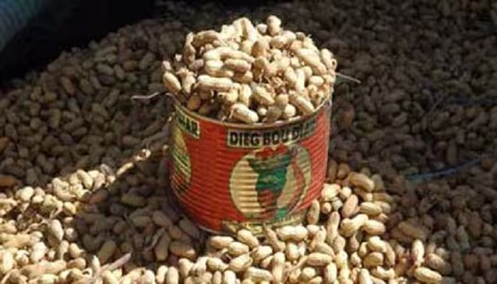 Campagne arachidière : les producteurs réclament entre 350 et 500 fcfa/kg avant l’ouverture de la commercialisation