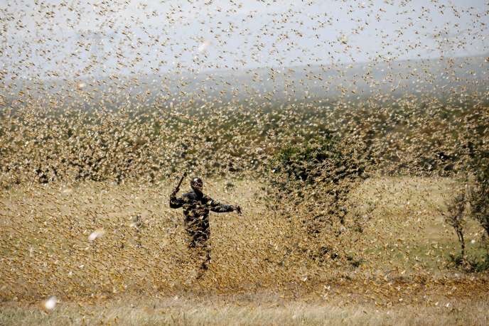 Menace acridienne dans le Walo : la filière tomate industrielle tire la sonnette d’alarme