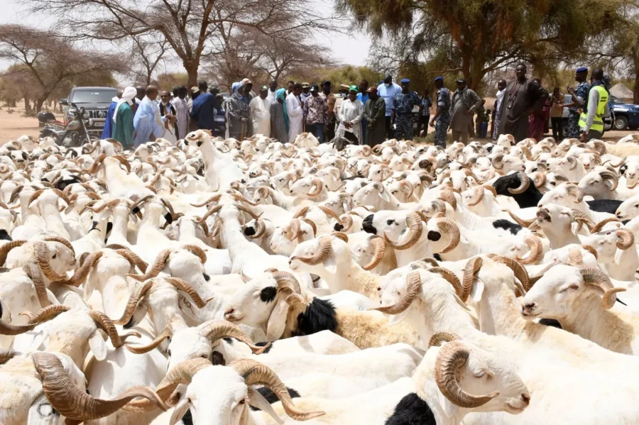Tabaski 2026: 584 418 moutons enregistrés à la date du 15 mai
